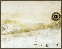 Royal Palm Beach Restoration Company Royal Palm Beach, FL 561-403-0150 - mold-sidebar