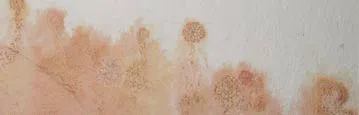 logo-image - water-leaks-subbanner